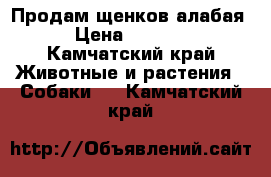 Продам щенков алабая › Цена ­ 5 000 - Камчатский край Животные и растения » Собаки   . Камчатский край